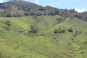 Cameron Highlands-070